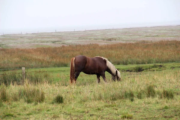 Juist Germany Sep 2013 Landscape Nature Northern Sea Island Juist — 스톡 사진