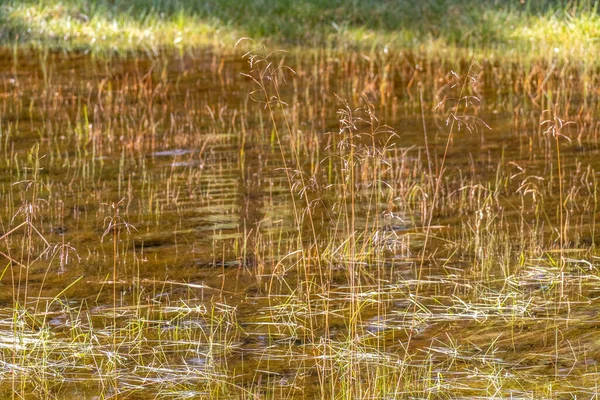 Een Close Shot Van Een Moeras Gras — Stockfoto