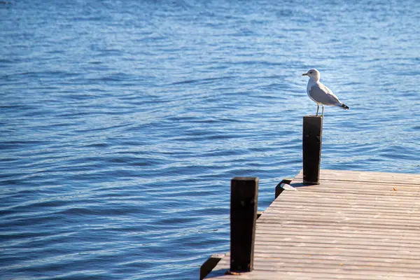 Primer Plano Pájaro Muelle Mirando Mar — Foto de Stock