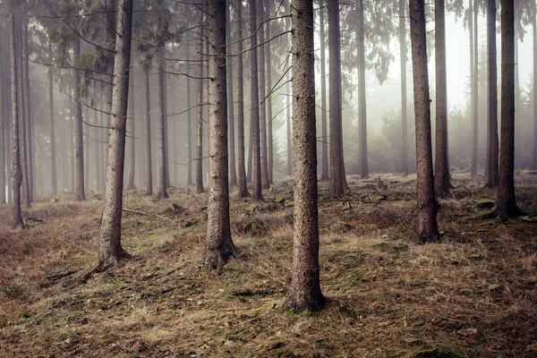 Une Forêt Gelée Froide Enveloppée Brouillard — Photo