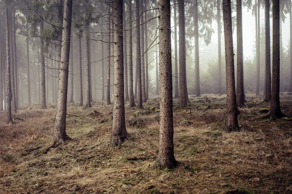 Kall Frusen Skogsmark Omgiven Dimma — Stockfoto