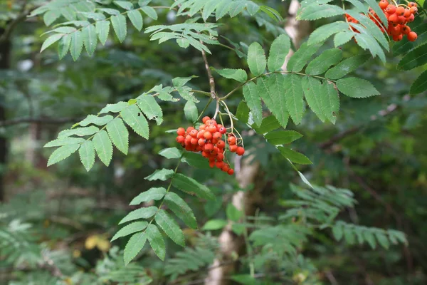 ローワンの木の枝に赤いローワンの果実の塊 — ストック写真