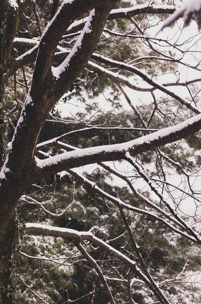 Hermoso Plano Ramas Árboles Cubiertas Nieve Concepto Invierno — Foto de Stock