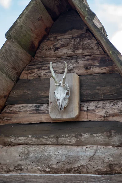 木製の屋根と角を持つ動物の頭蓋骨のクローズアップショット — ストック写真
