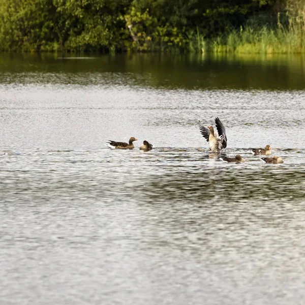 Patos Reais Nadando Lago — Fotografia de Stock