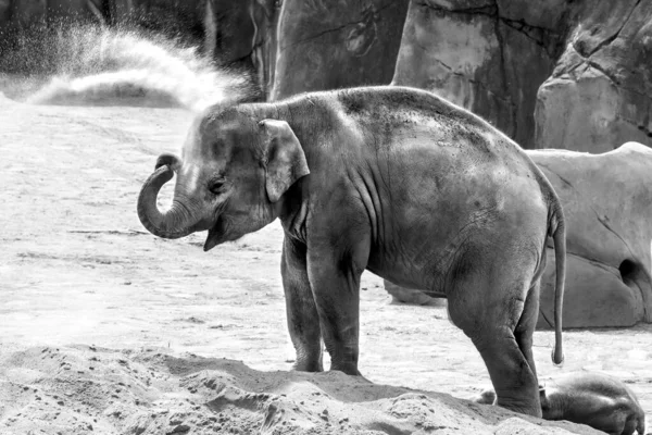 Uma Foto Tons Cinza Elefante Bebé Jardim Zoológico — Fotografia de Stock