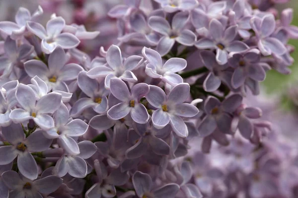 Gros Plan Mignon Lilas Sous Lumière Soleil — Photo