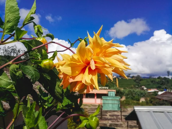Primer Plano Una Flor Dalia Color Amarillo Brillante — Foto de Stock