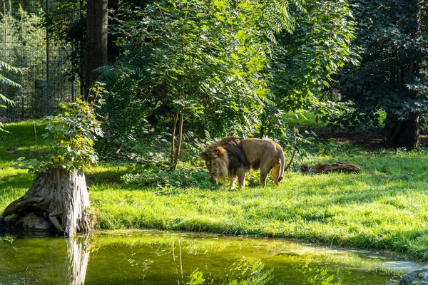 Beautiful Lion Lake Green Area Zoo — Stock Photo, Image