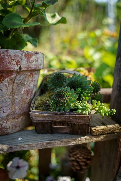 Närbild Trädgården Dekorationer Ett Bord Solljuset — Stockfoto