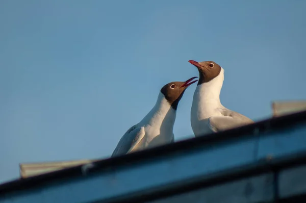 Eine Nahaufnahme Aus Dem Tiefflug Lachender Möwen — Stockfoto