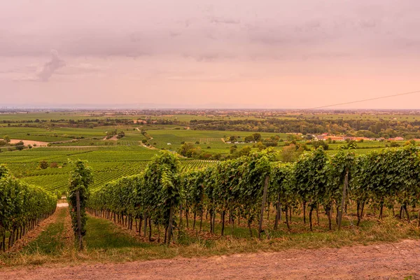 Uma Bela Paisagem Com Vinhas Outono Uvas Orgânicas Ramos Videira — Fotografia de Stock