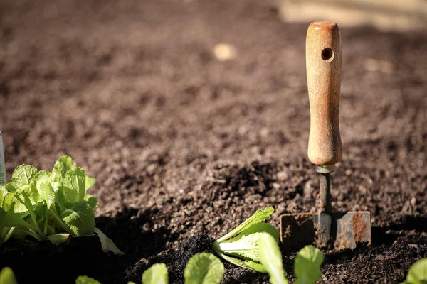 Een Metalen Schep Moestuin Met Wombok Zaailingen Klaar Worden Geplant — Stockfoto