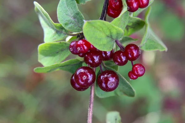 Close Wolfberries Sob Luz Sol — Fotografia de Stock