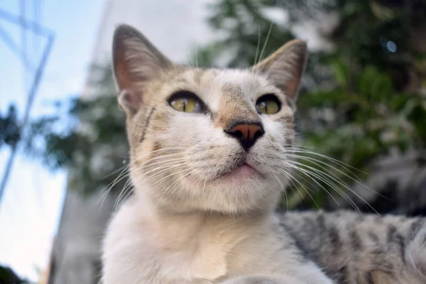 Närbild Skott Katt Suddig Bakgrund — Stockfoto