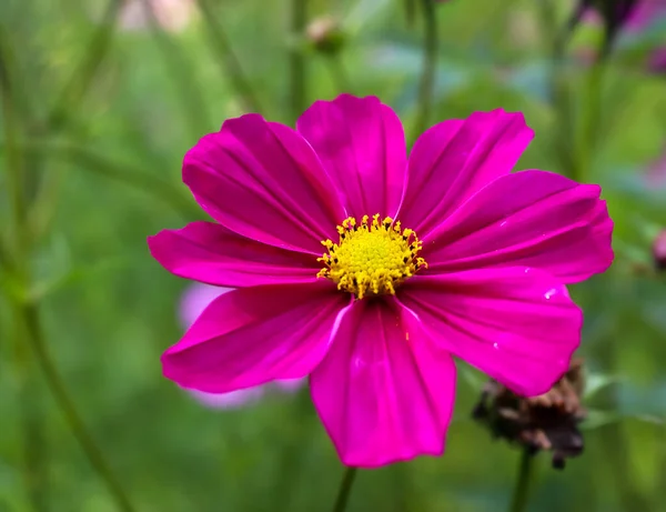 Вибірковий Фокус Знімок Рожевого Саду Відкритому Повітрі Під Час Денного — стокове фото