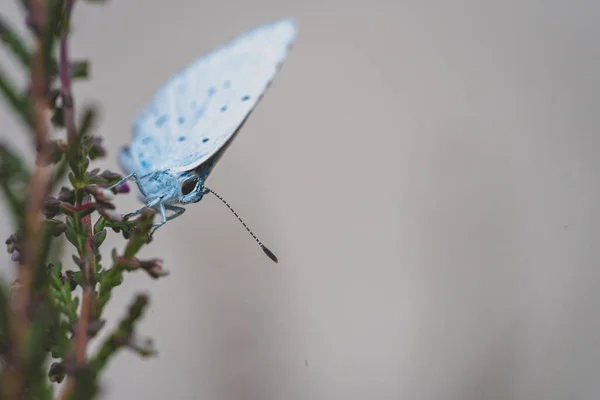 Urze Azul Plebeius Argumenta Pequenas Borboletas — Fotografia de Stock