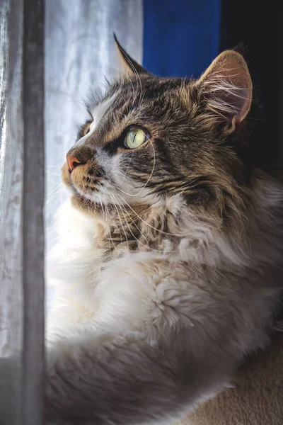 Een Verticaal Schot Van Een Pluizig Maine Coon Kat Door — Stockfoto