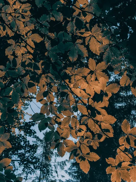 Plan Vertical Branches Feuilles Arbres — Photo