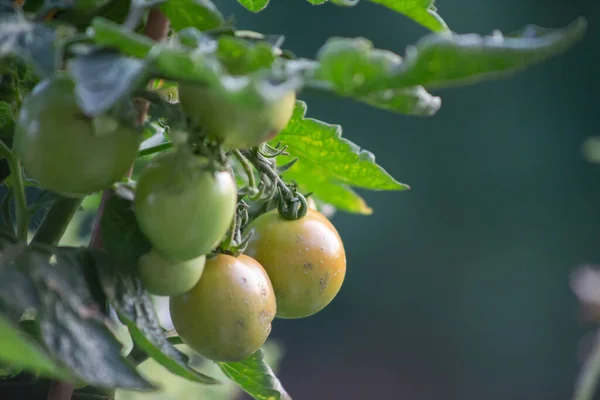 未熟なトマトのクローズアップショット — ストック写真
