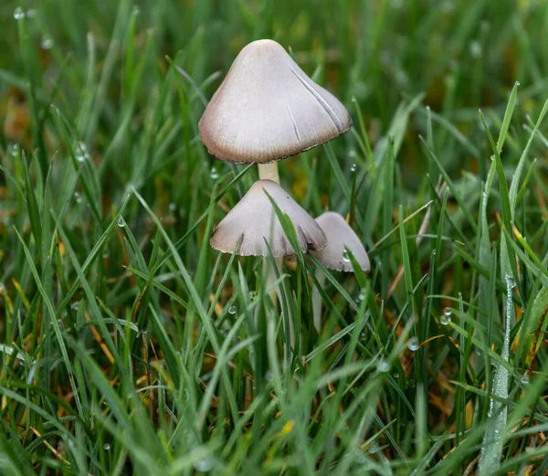 Closeup Shot White Mushrooms Forest — Stock Photo, Image