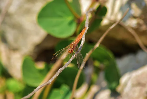 Plan Sélectif Une Libellule Orange Sur Une Brindille — Photo