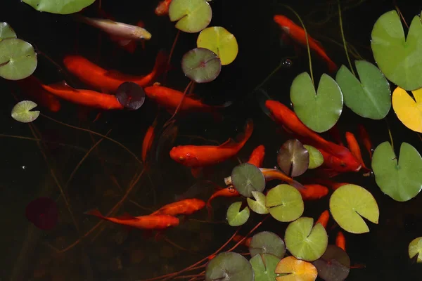 Ikan Mas Yang Indah Berenang Kolam Taman — Stok Foto