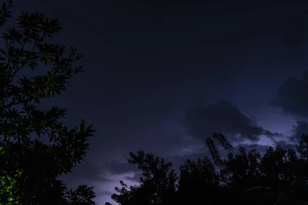 Gece Vakti Güzel Karanlık Gökyüzünün Altındaki Ağaçların Alçak Açılı Görüntüsü — Stok fotoğraf