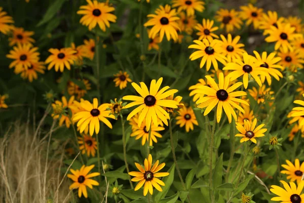 Uma Foto Close Bonitos Susans Olhos Negros Sob Luz Sol — Fotografia de Stock