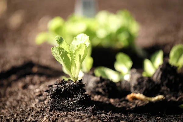 Een Close Shot Van Wombok Zaailingen Klaar Worden Geplant Moestuin — Stockfoto