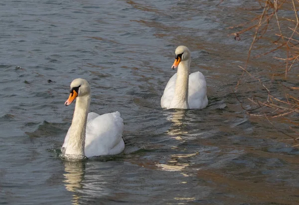 Primer Plano Dos Hermosos Cisnes Nadando Lago Durante Día — Foto de Stock