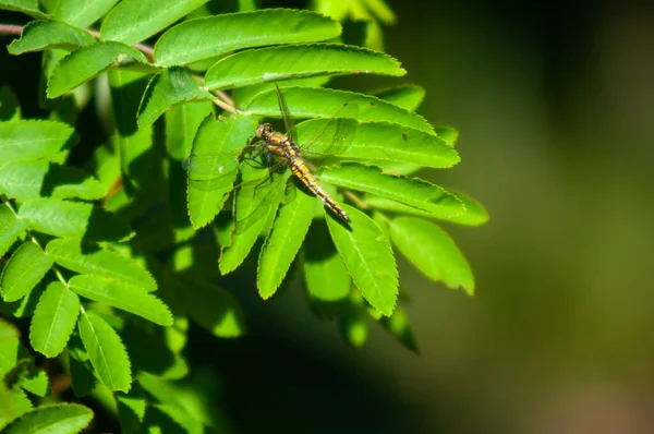 Een Selectieve Focus Shot Van Groene Planten Het Groen — Stockfoto