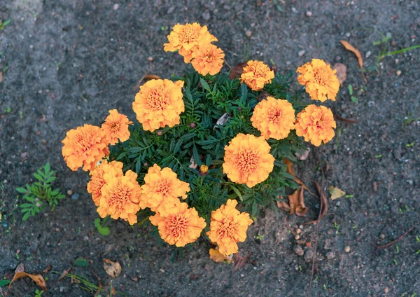 Orangefarbene Blumen Garten Von Oben Gesehen — Stockfoto