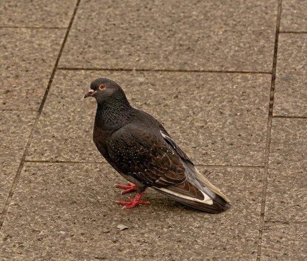 Pombo Cidade Passeando Meio Rua — Fotografia de Stock