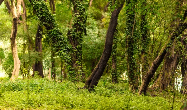 Tiro Hipnotizante Várias Árvores Diferentes Direções Cobertas Vegetação — Fotografia de Stock