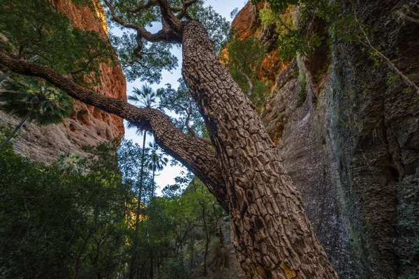 Egy Csodálatos Kép Egy Fáról Egy Sziklás Tájon — Stock Fotó