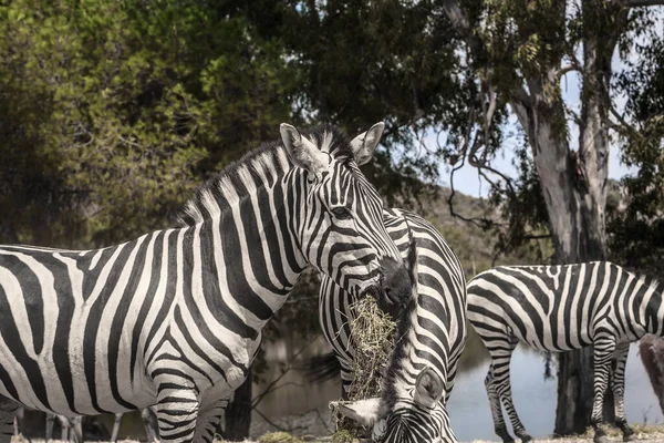 Close Zebras Pastando Natureza — Fotografia de Stock