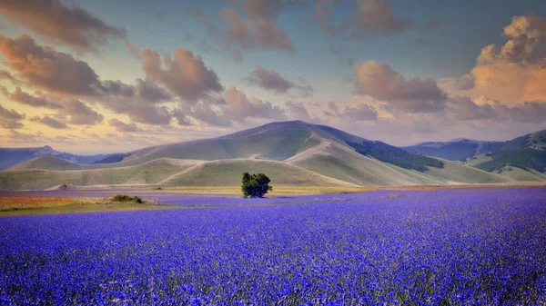 Skådespelet Med Blomningen Odlade Fälten Den Lilla Staden Centrala Italien — Stockfoto