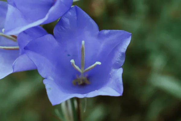 Macro Shot Beautiful Blue Bellflowers — 스톡 사진
