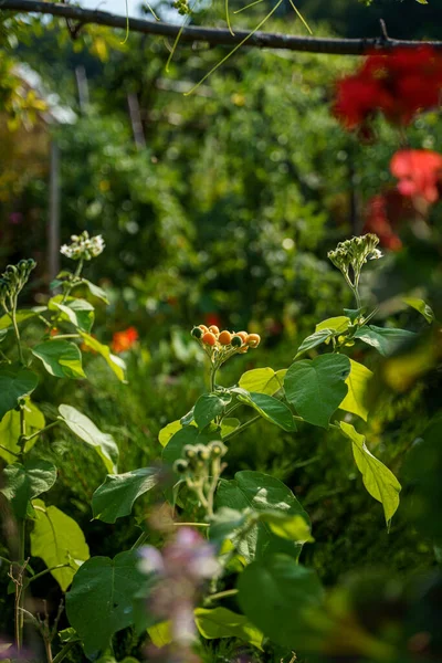 Closeup Shot Tamarillo Berries Growing Sunlight — Stock Photo, Image