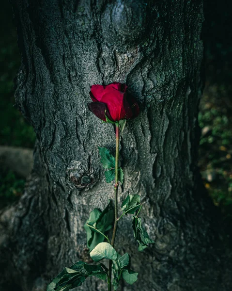 Colpo Verticale Della Rosa Rossa Appoggiata Sull Albero Ottimo Sfondi — Foto Stock