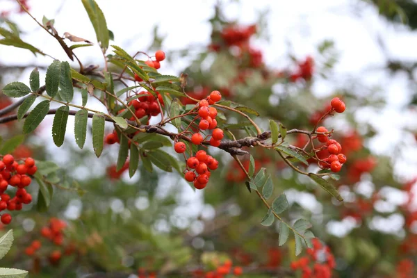 Eine Nahaufnahme Von Vogelbeeren Auf Einem Vogelbeerbaum — Stockfoto