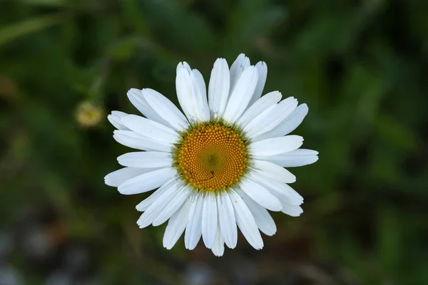 Makro Topp Bild Vit Tusensköna Sommarfältet — Stockfoto