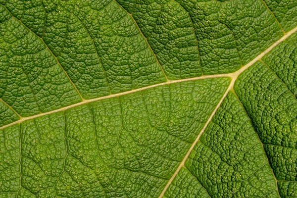 Primer Plano Una Textura Hoja Verde —  Fotos de Stock