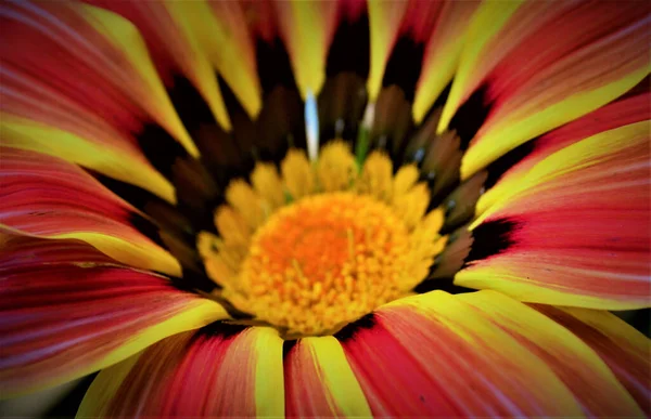 Detailní Záběr Rozkvetlou Gazanskou Květinu — Stock fotografie
