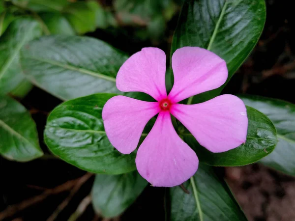 Zbliżenie Periwinkle Kwiat — Zdjęcie stockowe