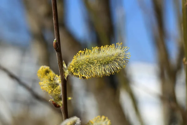 Closeup Macro Shot Pond Pines — Zdjęcie stockowe