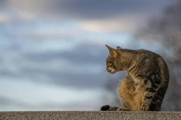 Beau Cliché Chat Domestique Aux Cheveux Courts Assis Sur Mur — Photo