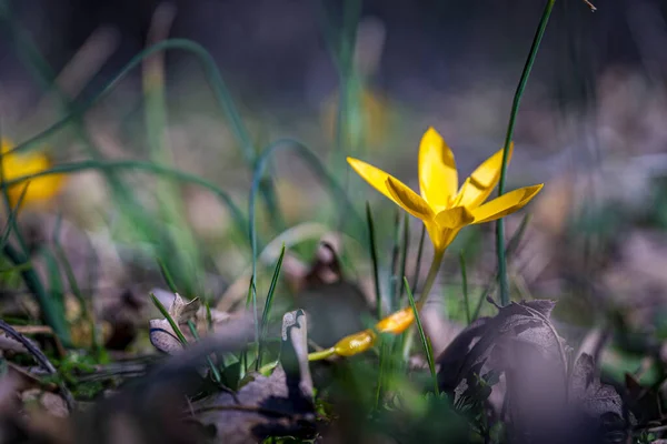 Селективный Фокус Красиво Цветущего Желтого Дикого Тюльпана — стоковое фото