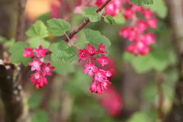 Detailní Záběr Růžových Květin — Stock fotografie